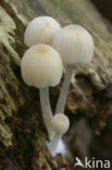 Zwerminktzwam (Coprinus disseminatus)