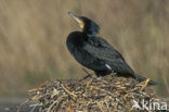 Great Cormorant (Phalacrocorax carbo)