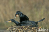 Great Cormorant (Phalacrocorax carbo)