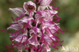 Monkey Orchid (Orchis simia)