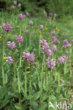 Monkey Orchid (Orchis simia)