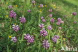 Monkey Orchid (Orchis simia)