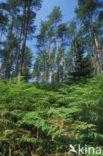 Western brackenfern (Pteridium aquilinum)
