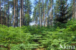 Western brackenfern (Pteridium aquilinum)