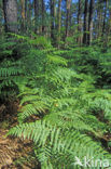 Western brackenfern (Pteridium aquilinum)