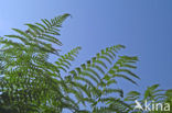 Western brackenfern (Pteridium aquilinum)