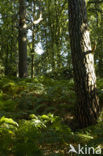 Western brackenfern (Pteridium aquilinum)