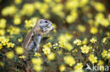 Afrikaanse grondeekhoorn (Xerus inauris)