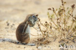 Afrikaanse grondeekhoorn (Xerus inauris)