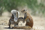 Cape Ground Squirrel (Xerus inauris)