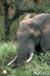 African elephant (Loxodonta africana) 