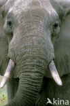 African elephant (Loxodonta africana) 