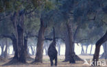 Afrikaanse olifant (Loxodonta africana) 