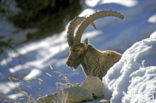 Alpen Steenbok (Capra ibex)