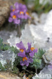 Alpenleeuwebek (Linaria alpina)