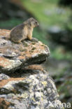 Alpine Marmot (Marmota marmota)