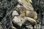 Alpine Marmot (Marmota marmota)