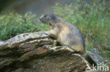 Alpine Marmot (Marmota marmota)