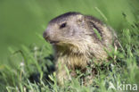 Alpine Marmot (Marmota marmota)