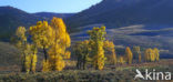 Amerikaanse ratelpopulier (Populus tremuloides)