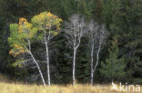 Amerikaanse ratelpopulier (Populus tremuloides)