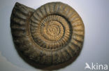 Ammonite (extinct)