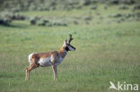 Pronghorn (Antilocapra americana)