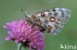 Apollovlinder (Parnassius apollo) 