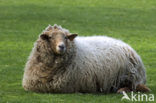 Sheep (Ovis domesticus)