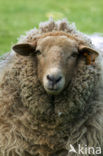 Sheep (Ovis domesticus)