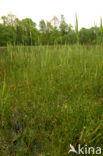 Few-flowered Spike-rushe (Eleocharis quinqueflora)