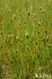 Few-flowered Spike-rushe (Eleocharis quinqueflora)