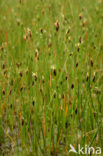 Armbloemige waterbies (Eleocharis quinqueflora) 
