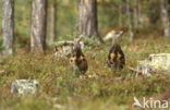 Eurasian Capercaillie (Tetrao urogallus)