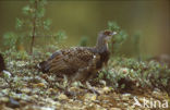 Eurasian Capercaillie (Tetrao urogallus)