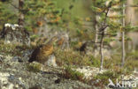 Eurasian Capercaillie (Tetrao urogallus)