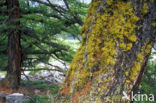 Beard lichen (Usnea genus)