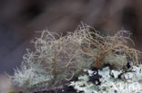 Red beard lichen (Usnea rubicunda)