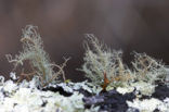 Red beard lichen (Usnea rubicunda)