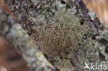 Baardmos (Usnea rubicunda) 