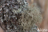 Red beard lichen (Usnea rubicunda)