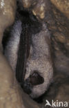 Whiskered Bat (Myotis mystacinus)