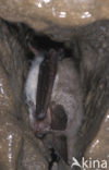 Bechstein’s Bat (Myotis bechsteinii) 