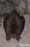 Bechstein’s Bat (Myotis bechsteinii) 
