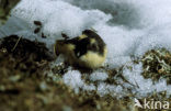 Norway Lemming (Lemmus lemmus)