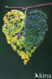 Birch (Betula)
