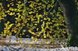 Beuk (Fagus sylvatica)