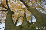 Beech (Fagus sylvatica)