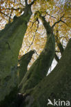 Beech (Fagus sylvatica)