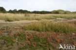 Sand Couch-grass (Elytrigia juncea subsp. boreoatlantica)